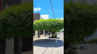 🌳☀️ El mejor árbol para sombra: ¿Lo conoces?
