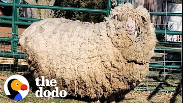 This Sheep Lost 30 Pounds of Wool And Can't Stop Hopping Around | The Dodo