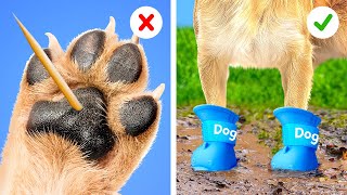 Protect Your Furry Friends Feet With These Dog Boots