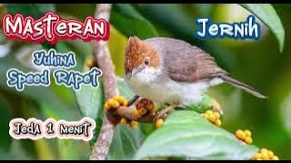 Masteran Yuhina Speed Rapet Jernih Jeda 1 Menit #masteranburung #masteran #masteranmuraibatu