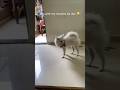 Leo With My Mummy Be Like 😂❤️ | Cutest Dog &amp; Mom Moments #shorts #shortsfeed #youtubeshorts