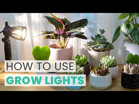 HOW TO USE GROW LIGHT FOR YOUR INDOOR SUCCULENTS | SUCCULENT CARE TIPS