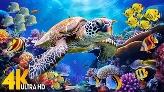 [NEW] 11HRS Stunning 4K Underwater Wonders - Relaxing Music, Coral Reefs, Fish-Colorful Sea Life #71