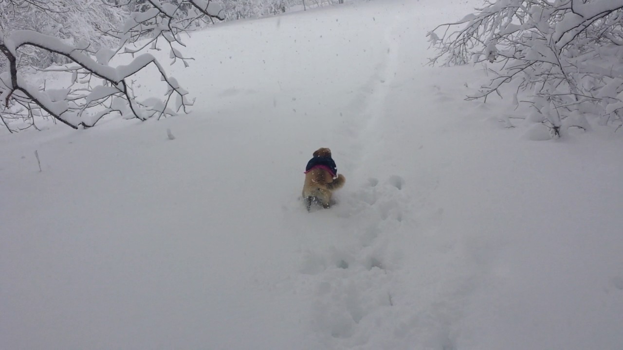 Small Dog in Deep Snow Part 1 YouTube