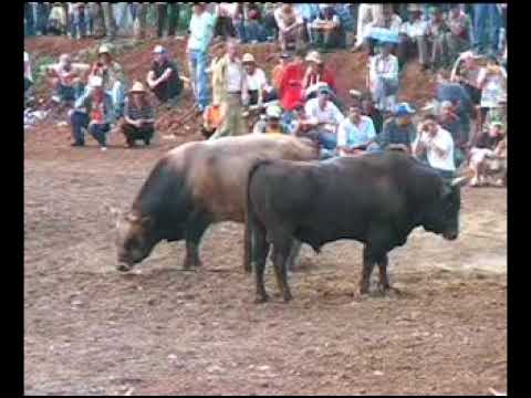 ÖZMAL 2007 BÜYÜKORTA-BAŞALTI-BAŞ FULL VİDEO / korida bullfighting / borba bikova / wrestling /
