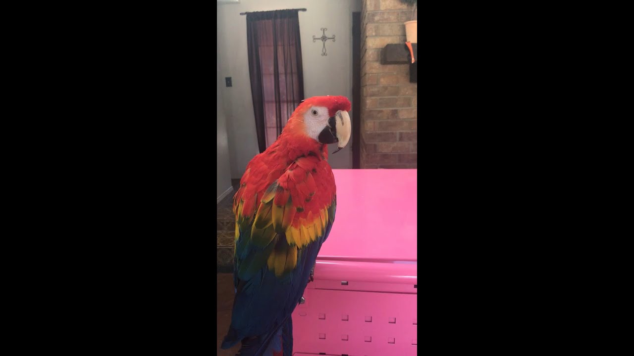hobby lobby jobs Zen’s Squawk Talk