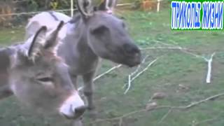 Шершень сука личность. Шершень сука личность.