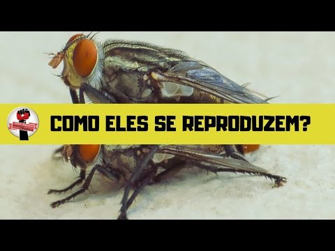 Como os insetos se reproduzem? | Com Prof. Dr. Armando Luis Serra