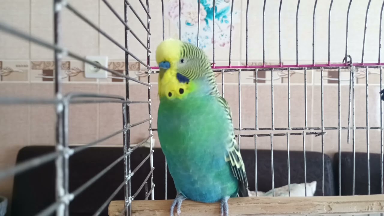 10 dakikalık coşkulu shobet ve mutluluk - Muhabbet kuşu Mutluluğu #muhabbetkuşu #konuşankuş #birds