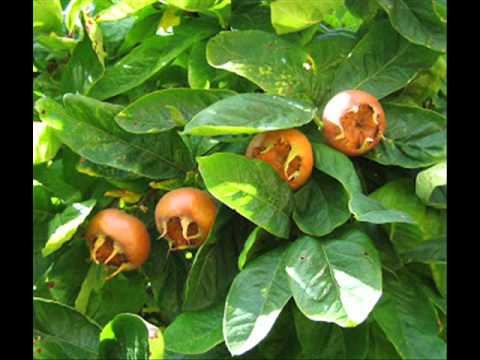 Video: Meyvə Bitkilərinin Südlü Parıltısı