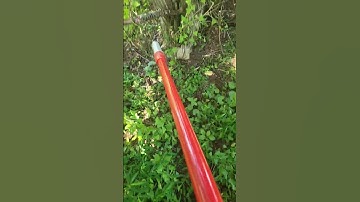 Killing honeysuckle with EZ-Ject! #themilkweedman #ezject #honeysuckle #invasivespecies