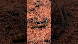 6 Eyed Sand Spiders Taking Down Roaches And Buffalo Worms Sicarius Thomisoides