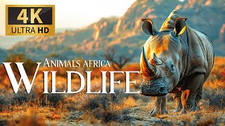 Животные Африка Дикие 4K 🐾 Discovery Relaxation Сладкая Расслабляющая Музыка И Природа