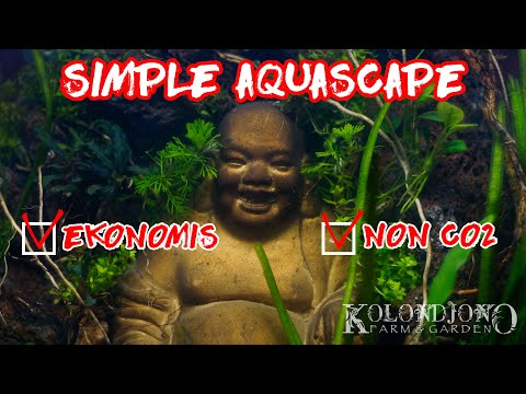 membuat-aquascape-sederhana-tanpa-co2---the-lost-world-#1