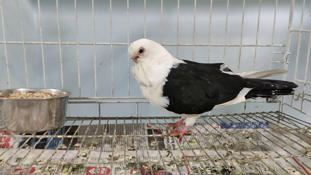 Yeni gelen kuslar - YouTube