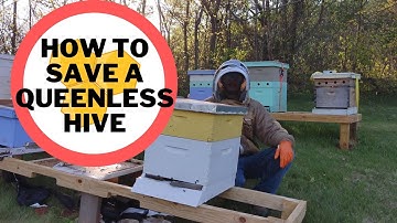 Combining colonies without newspapers fast #beekeeping #beekeeper