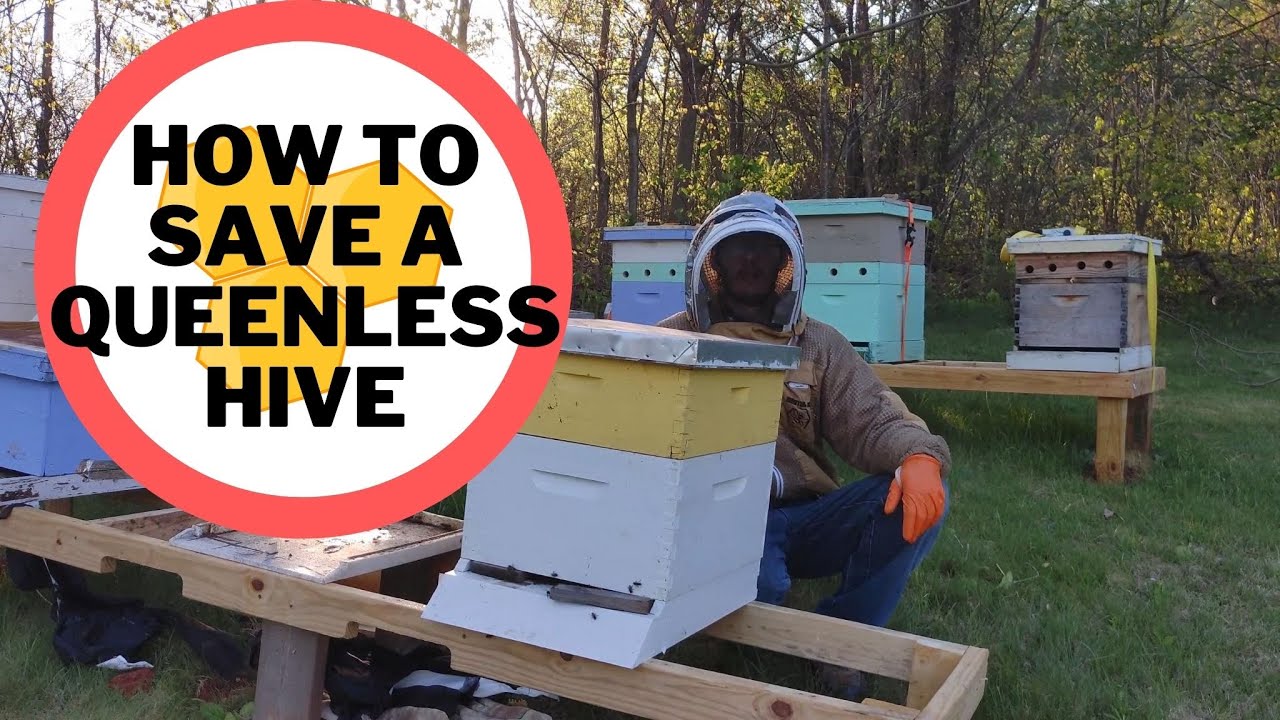 Combining colonies without newspapers fast 