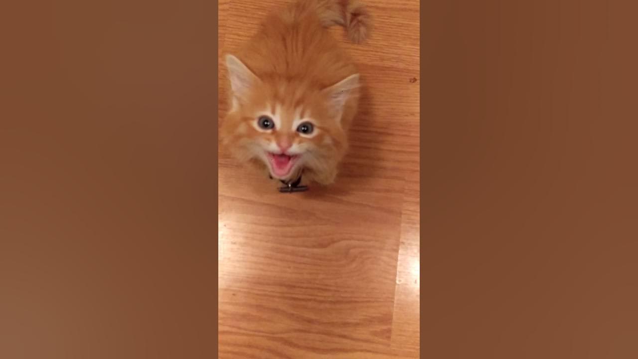 My cat wants food YouTube