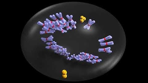 Mechanics of Multicentrosomal Clustering in Bipolar Mitotic Spindles