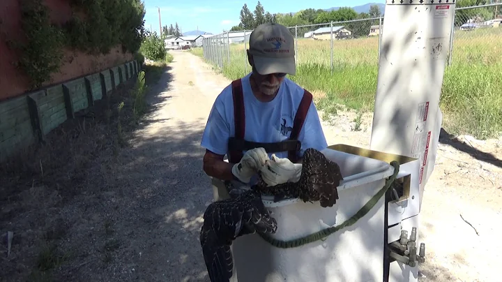 Doug MacCarter Examining The Chick