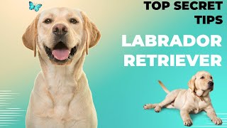 Labrador Retriever top secret tips before you did not know by Pet Animal 67 views 10 months ago 3 minutes, 21 seconds