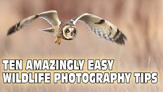 Ten Amazingly Easy Tips to Improve Your Wildlife Photography in 2022 screenshot 4