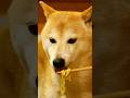 いぬのラーメン屋さん。#柴犬 #asmr