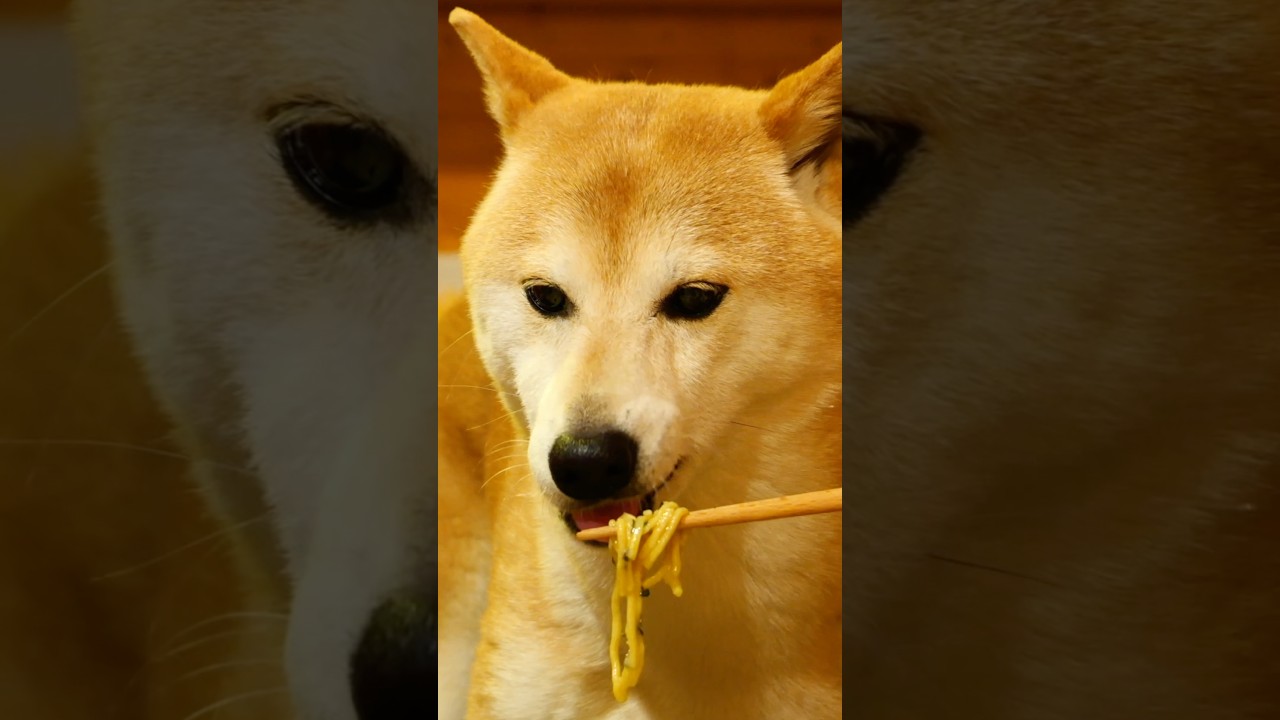 いぬのラーメン屋さん。#柴犬 #asmr