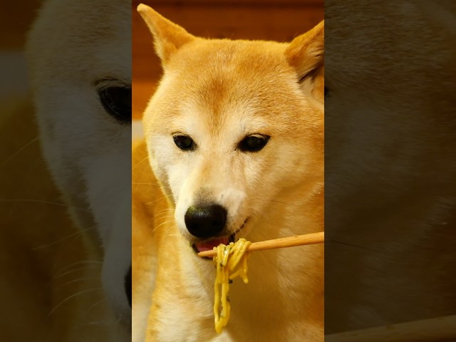 いぬのラーメン屋さん。#柴犬 #asmr