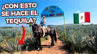 Del Agave 🌿 a la copa 🥃 ¡la experiencia del tequila con Sherry!