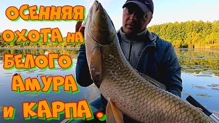 видео: ОХОТА на ТРОФЕЙНОГО АМУРА и КАРПА ОСЕНЬЮ ! Рыбалка на УДОЧКУ с БОКОВЫМ КИВКОМ . картинка: ОХОТА на ТРОФЕЙНОГО АМУРА и КАРПА ОСЕНЬЮ ! Рыбалка на УДОЧКУ с БОКОВЫМ КИВКОМ .