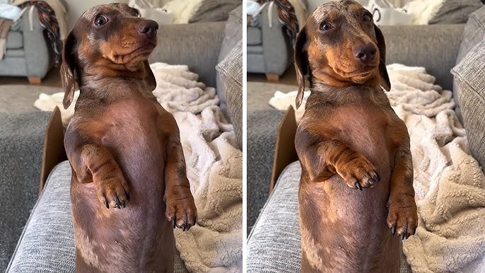 Sassy Dachshund shows his cute yet bold attitude #shorts - YouTube