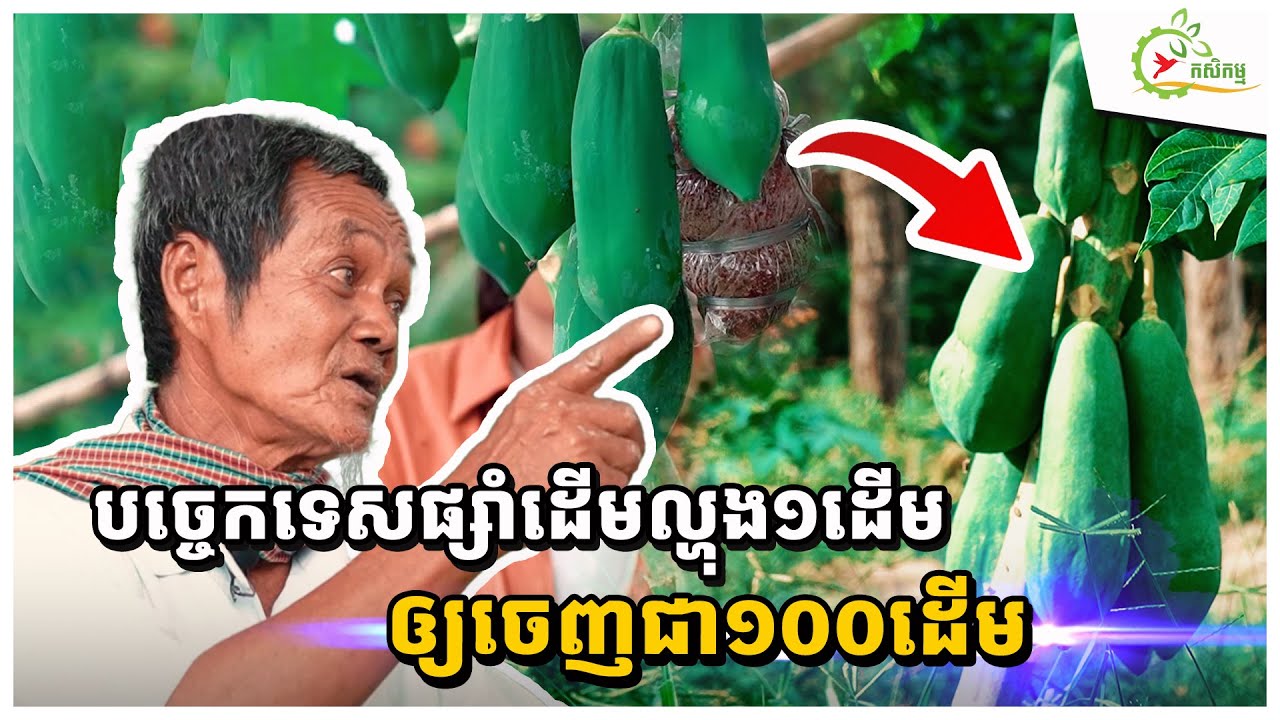 បច្ចេកទេសផ្សាំដើមល្ហុងងាយៗចាយលុយតិច ល្ហុង១ដើមចេញទៅជា១០០ដើម ទិន្នផល៥០០kg/ដើម