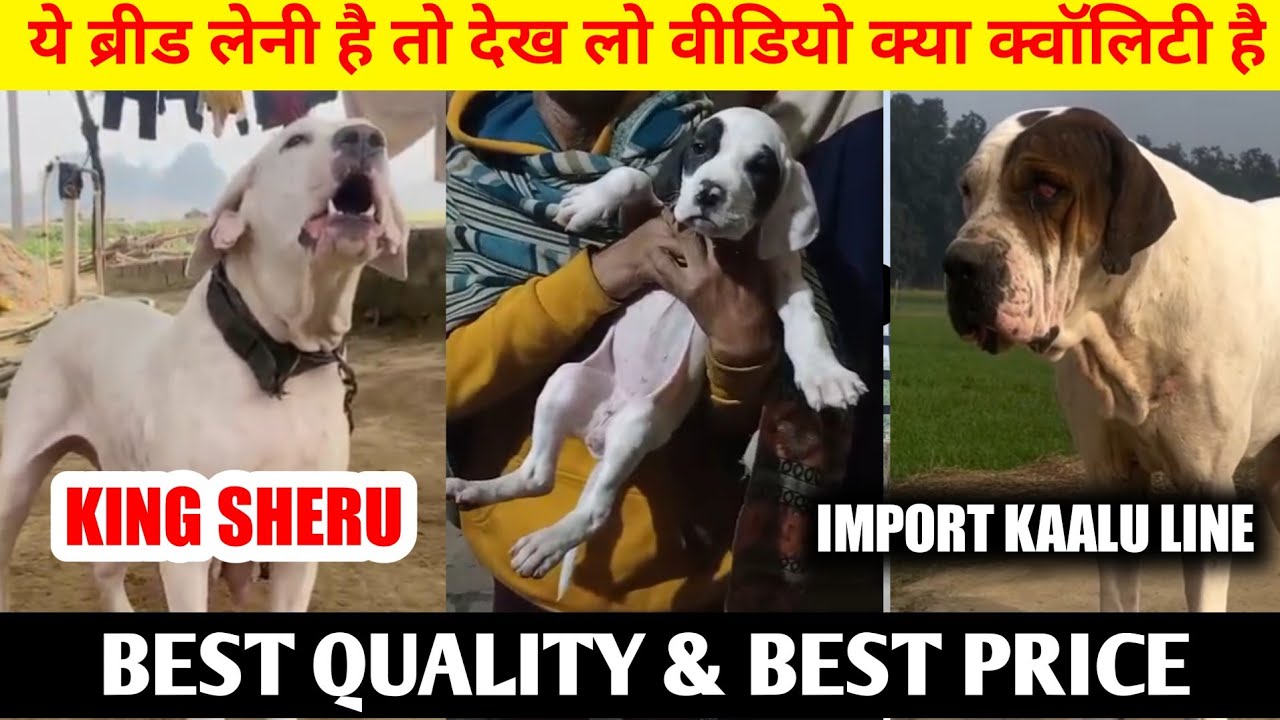 Import kaalu + King sheru bloodline Bully kutta puppy for sale | pakistani bully puppy