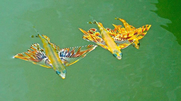 Found Colorful Baby FLYING FISH while Inshore Fish...