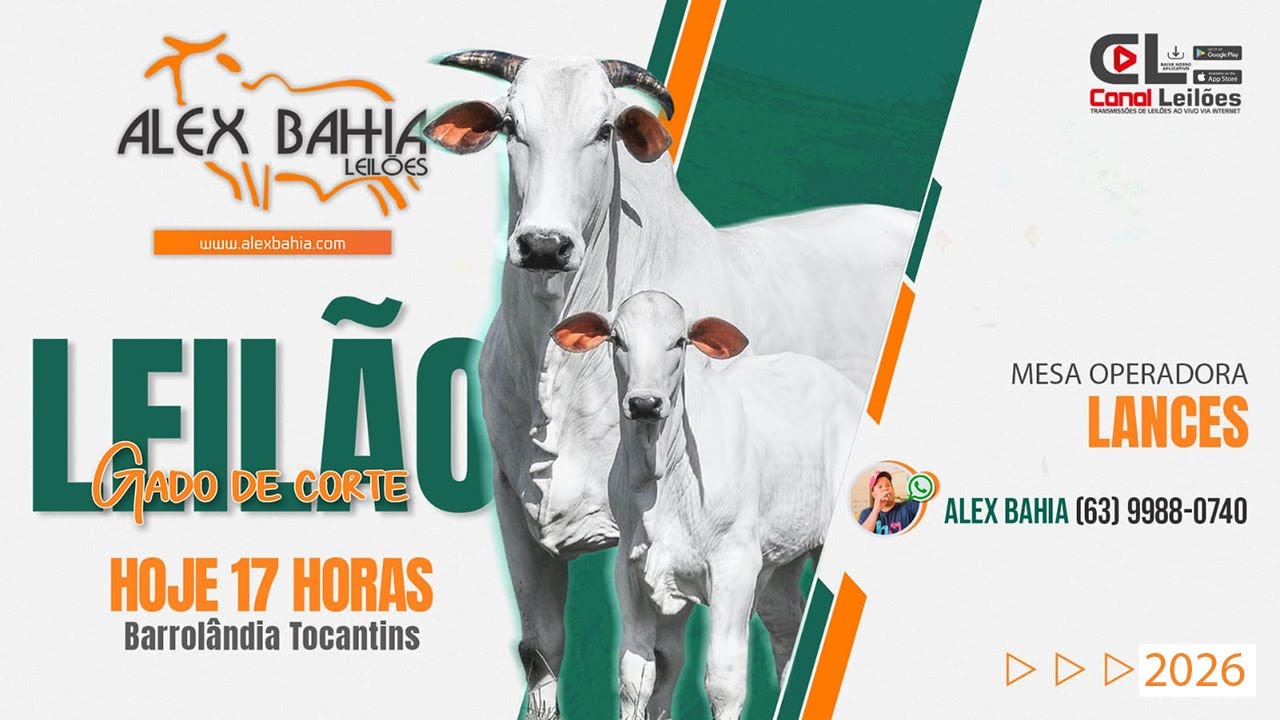 LEILÃO GADO DE CORTE BARROLÂNDIA LEILÕES ALEX BAHIA LEILÕES   | BARROLÂNDIA -TO 04/02/2026.