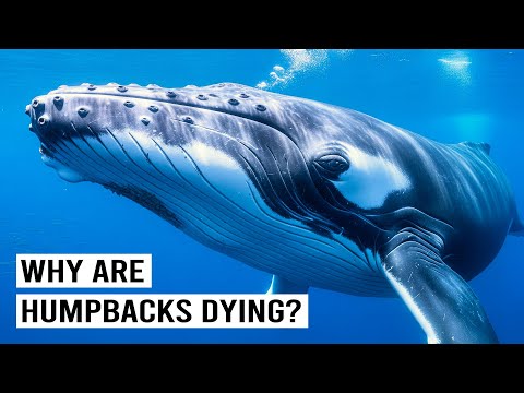 Inside The World Of Disappearing Humpback Whales