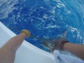 2016 Bermuda Billfish Blast | Team Sea Spud | Blue Marlin