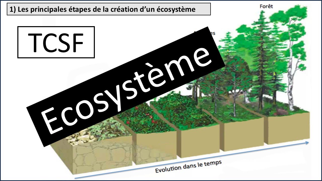 TCS Biof/ Ecosystème :  شرح مبسط