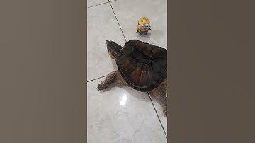 Minion toys in front snapping turtle see what snapping turtle reacting #shorts