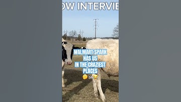 WALMART SPARK MULTISTOP ORDERS ARE DEFINITELY AN ADVENTURE WE GOT TO INTERVIEW COWS THIS TIME 😂