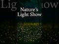 Nature’s Light Show #duet #wildliferescue #facts #animals #wildlife #nature #memes #automobile