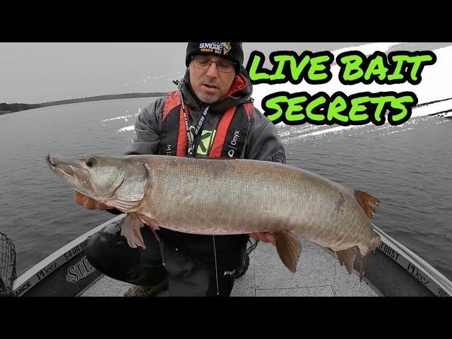 How to CATCH MUSKIES during the FALL MUSKY HUNT! 