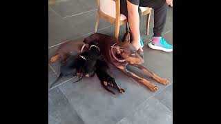 Anne Köpek Ve Yavruları