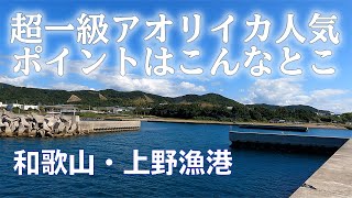 釣り場動画 13 アオリイカ人気がすごい和歌山の超メジャースポット上野漁港 エギング ヤエン Youtube