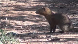Slender mongoose kills black mamba - FULL VIDEO