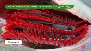 Среды обитания и приспособления организмов. Водная среда обитания