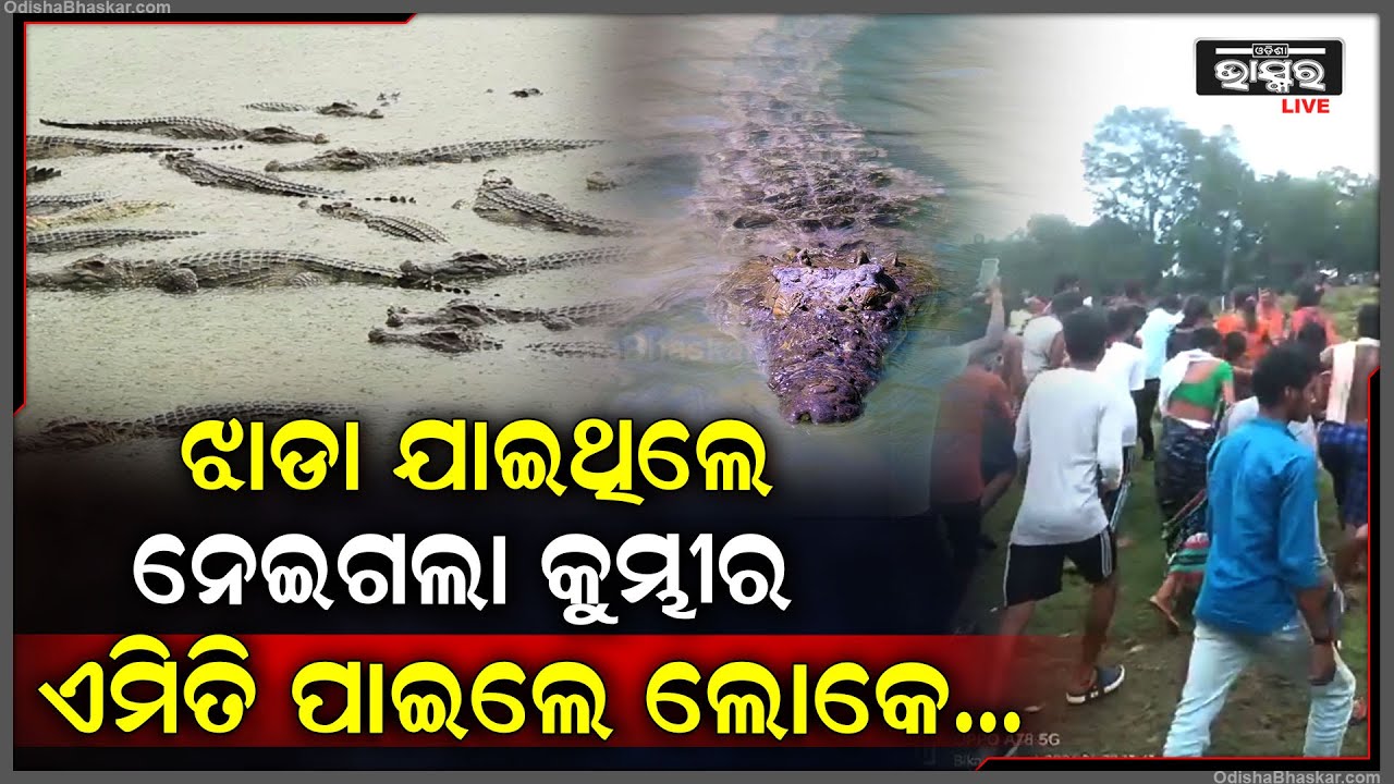 ଝାଡା ଯାଇଥିଲେ ଛାମ୍ପିନେଲା କୁମ୍ଭୀର ।କୁମ୍ଭୀର ଆତଙ୍କରେ ଛାନିଆ ଲୋକ..ଗାଁରେ ପଡିଲା କାନ୍ଦବୋବାଳି