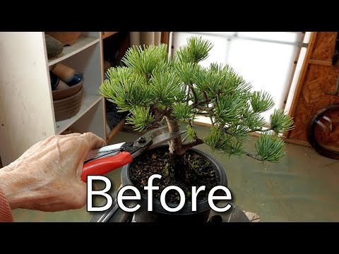 Видео: [Бонсай bonsai] Настройка материала (японская сосна) для маленького бонсай