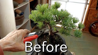 【盆栽Bonsai】素材(五葉松)を小品盆栽に向けて整姿Preparing the material for shohin bonsai(Japanese white pine)